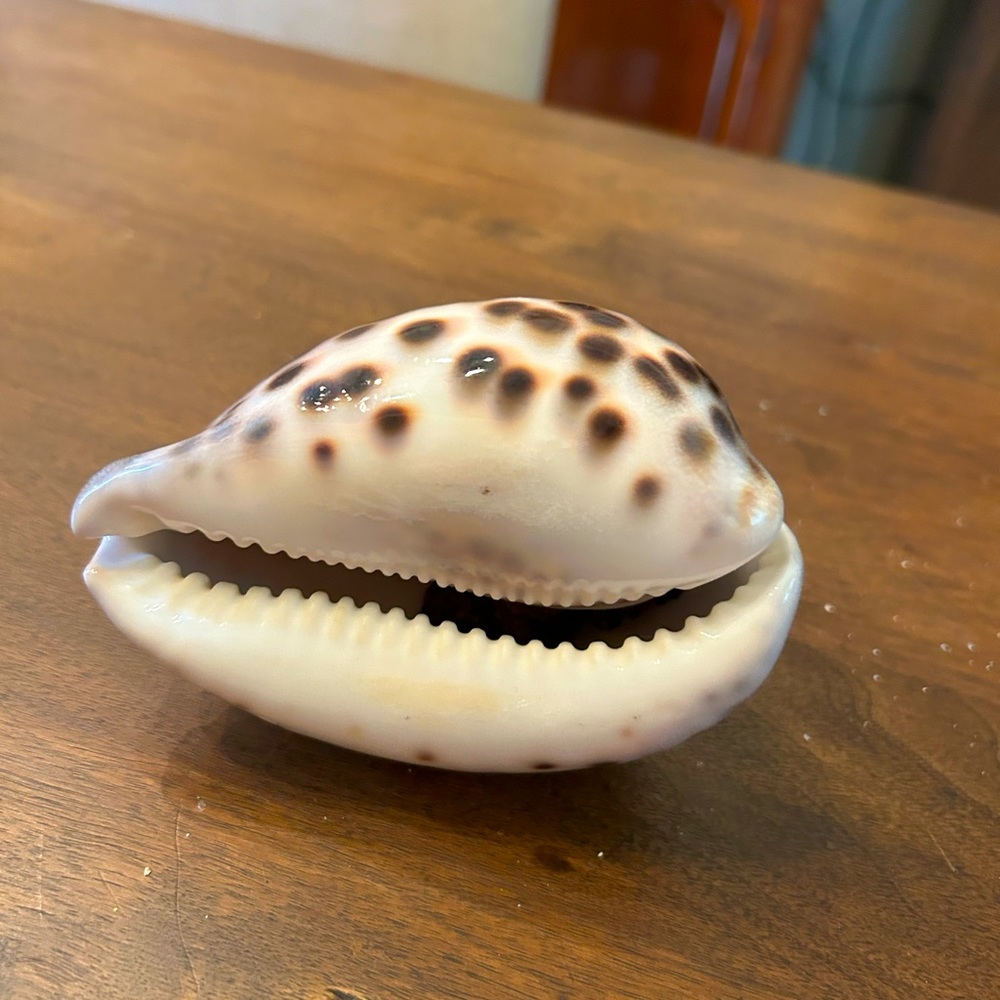 Tiger seashell
